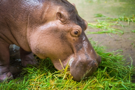 Hippopotamus eating green grass from feeder, Zooの写真素材