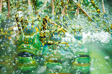 Fresh lobsters on ice for sale at restaurant. Selective focus on the dark lobster.の写真素材