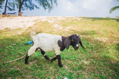 White goat against grass near beach
