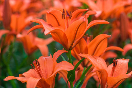 Close up of many orange lilly in a park, gardenの写真素材