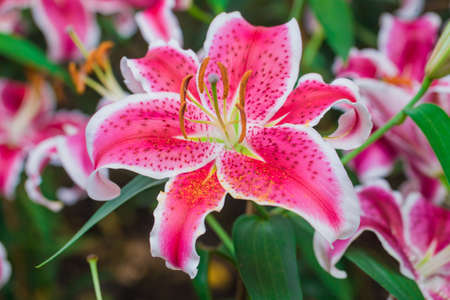 Close up of Beautiful Pink lily in gardenの写真素材