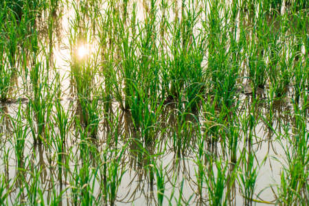 Rice Field in Rural of Thailand, morning