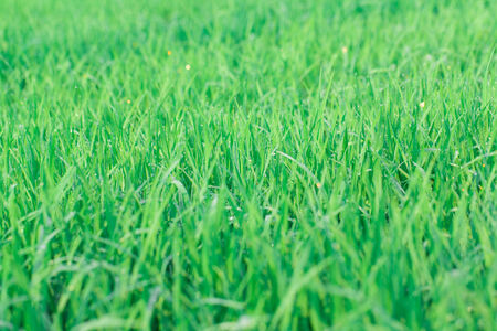 Green rice field background of nature lanscapeの写真素材
