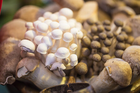 Close up of an assortment of mushrooms, still lifeの写真素材