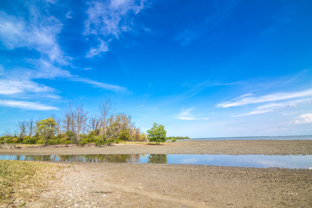 Mangrove forest tropical rainforest blue skyfor background design Thailand