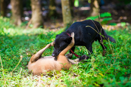 Two native dog on green grass. Funny dogの写真素材