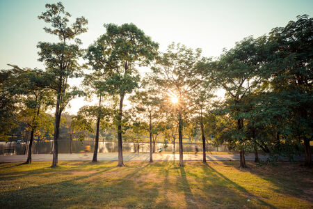 Beautiful evening light in public park with green grass field and green fresh tree plant