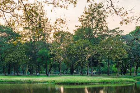Summertime in evening with sunlight background, near a pondの写真素材