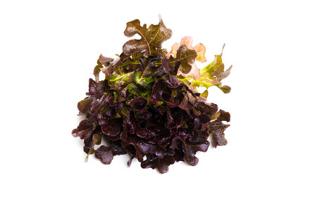 Fresh red lettuce isolated on whiteの写真素材