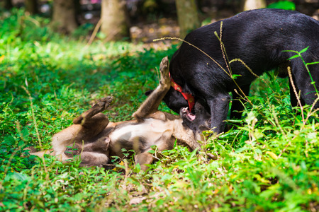 Two native dog on green grass. Funny dogの写真素材