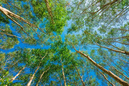 Uprisen angle of Rubber trees against blue skyの写真素材