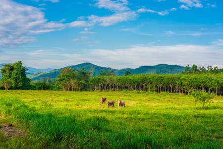 Herds on rice field against blue skyの写真素材