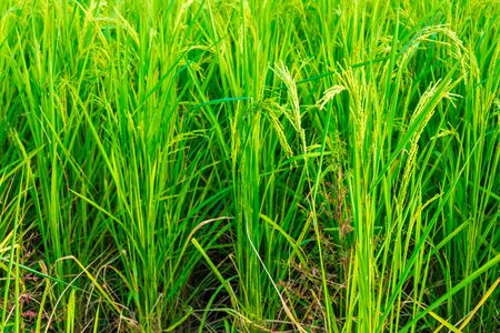 Close up of paddy rice field in blue skyの写真素材