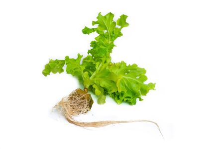 Green Lettuce with root full body isolated on white backgroundの写真素材