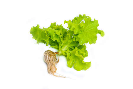 Fresh and green lettuce with root on white background, Full bodyの写真素材