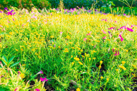Spring background with beautiful yellow flowers, yellow flowers and morning dewの写真素材
