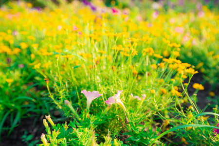 Yellow flower background with light from sun. Freshness nature backgroundの写真素材