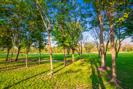 Public park with green tree, Natural parkの写真素材