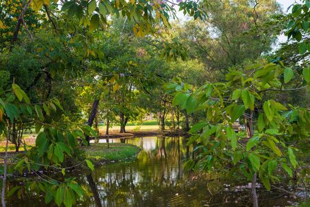 Pond in green park in evening, Park with swampの写真素材