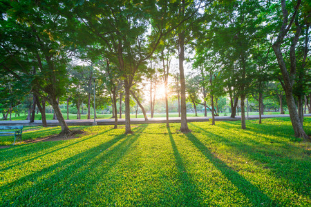 Park and recreation area in the city, Green field and treeの写真素材