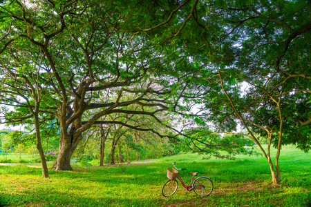 Bicycles in the central Park under big tree with green leafの写真素材