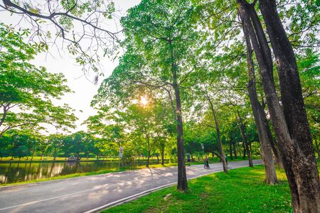 Pedestrian walkway for exercise in park with beautiful tall treesの写真素材