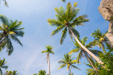 Coconut palm trees perspective view, Landscape in islandの写真素材