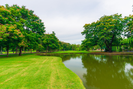 Green lawn with tree in city park, Beautiful park in evening for recreationの写真素材
