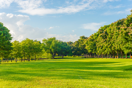 Beautiful meadow and tree in the park, Bangkok Thailand