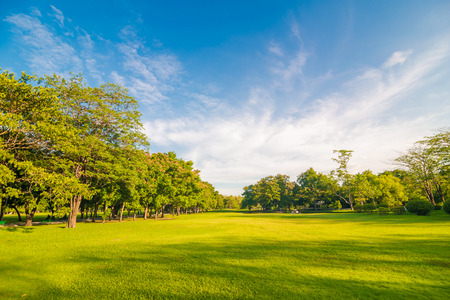 Beautiful meadow and tree in the park, Bangkok Thailand Beautiful meadow and tree in the park, Bangkok Thailand