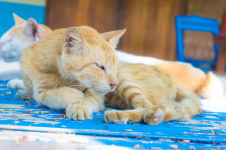 Small Kitty sleeping on wood bed, Close up kiten sleeping