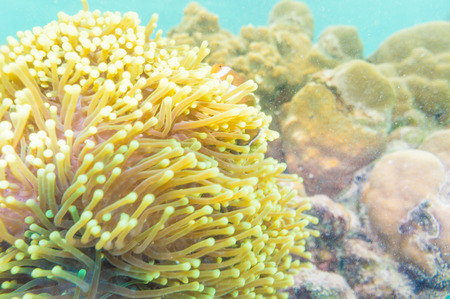 Clownfish swimming in tentacles of its anemone home. Nemo fishの写真素材