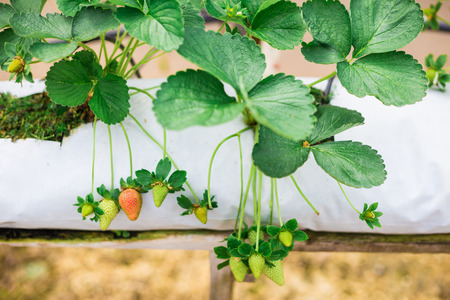 Fresh strawberry field, Red and green strawberryの写真素材