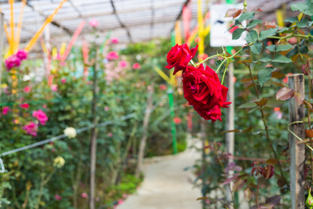 Red roses close up. Green Background. Red Rose on the Branch in the Gardenの写真素材