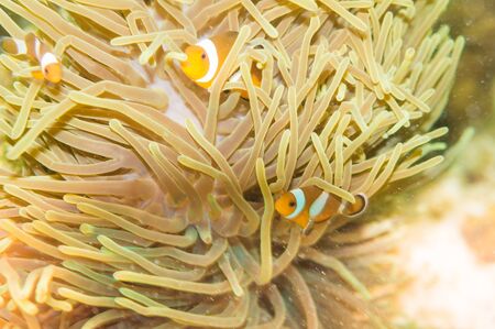 Pacific Clownfish in a colorful purple host anemone, clown fish Nemo in anemone