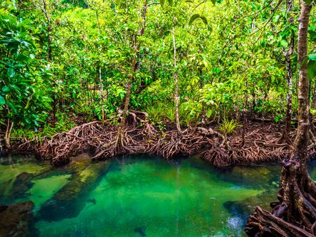 Mangrove forests with turquoise green water in the stream, Krabi province Thailandの写真素材