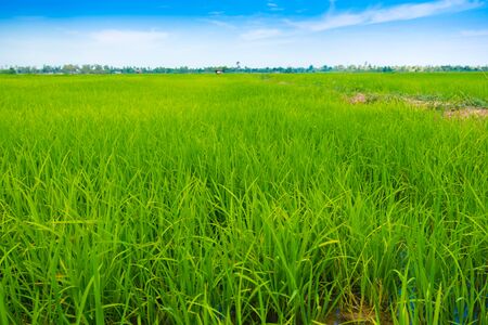Green Rice Field with Blue Sky and path way, Agricultural backgroundの写真素材