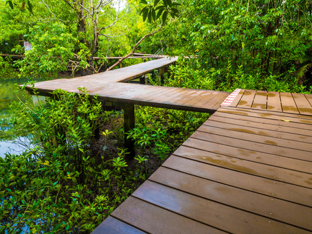 Wooden pathway in flooded rain forest jungle of mangrove treesの写真素材