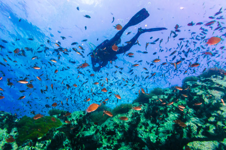 Scuba Diver on coral reef in clear blue water, Diving at South West Pinnacle on Koh Tao, Thailandの写真素材