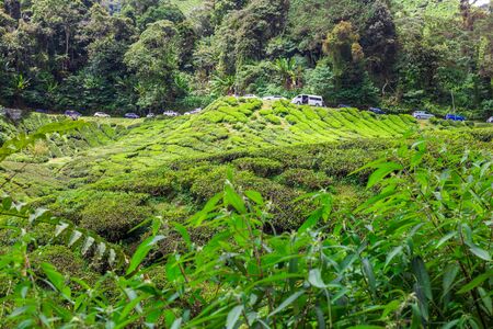 Landscape of tea Plantations, Cameron highlands, Malaysiaの写真素材