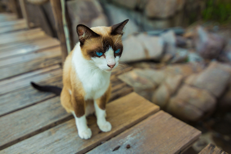 Thai Brown Cat Sitting on wooden pathway, Cute Thai catの写真素材