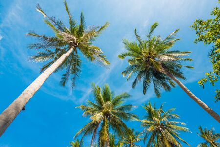 Palm trees uprisen angle view against blue sky. Tao islandsの写真素材