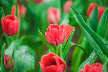 Spring blooming red tulips in garden, Natural backgroundの写真素材