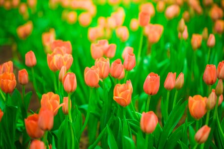 Spring blooming red tulips in garden, Natural backgroundの写真素材