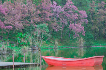 Red boat on lake with reflection trees and wild Himalayan Cherry flower blossom,の写真素材