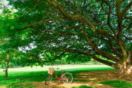 Red bicycle in the garden green lawn, City parkの写真素材