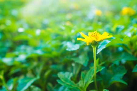 Yellow little sunflower green leaf, Green nature backgroundの写真素材