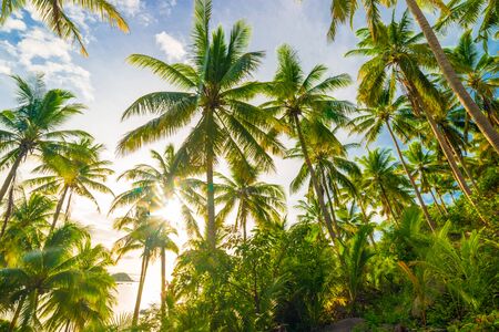 Beautiful beach with coconut palm tree, look up viewの写真素材