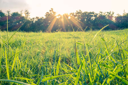 Sunset in beautiful park. Green grass with treeの写真素材