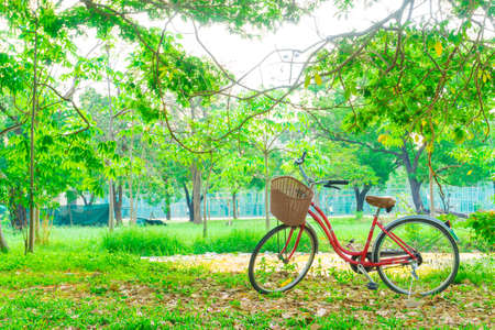 Red bicycle in the garden green lawn, City parkの写真素材